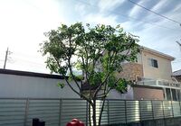 IMG_0678