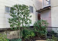 IMG_1333ソヨゴ　後