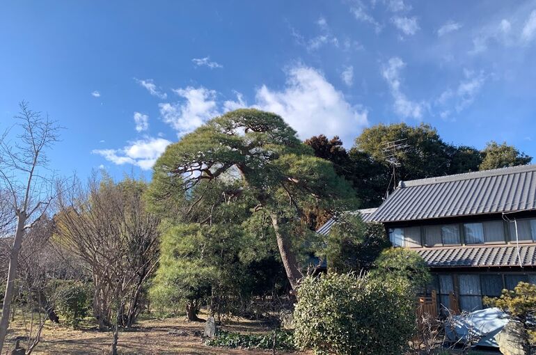 マツ大　後