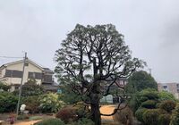 IMG_1805イトヒバ後