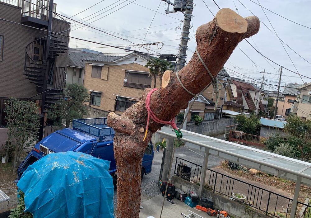 IMG_1872松伐採中