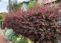 IMG_0084 (1)
